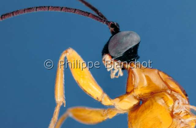 Hymenoepimecis sp.JPG - Hymenoepimecis sp. (Portrait)PimplineHymenopteraIchneumonidaeBresil